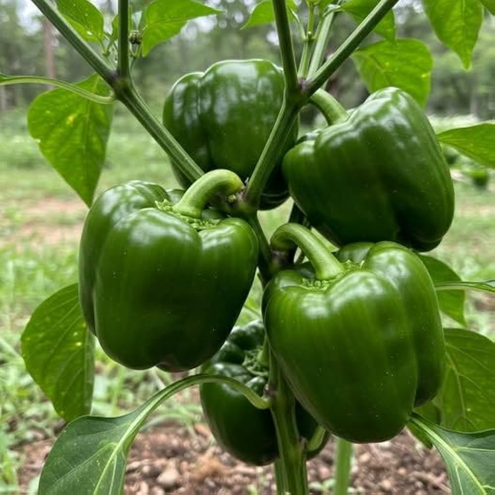 Colorful green and red capsicum bell peppers
